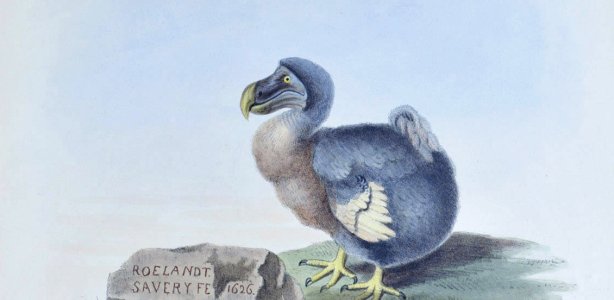 Op Welk Eiland Leefde De Dodo