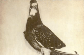 G.I. Joe, de duif die meer dan duizend levens redde tijdens de tweede wereldoorlog