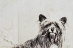 Greyfriars Bobby, de hond uit Edinburgh