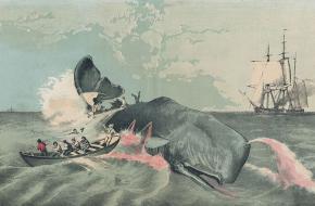 geschiedenis van de walvisjacht